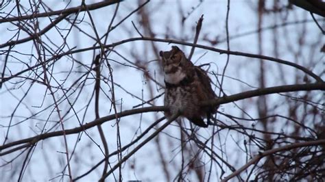 Male Great Horned Owl Hooting 1 19 2020 Forest Park St Louis Missouri Usa Youtube