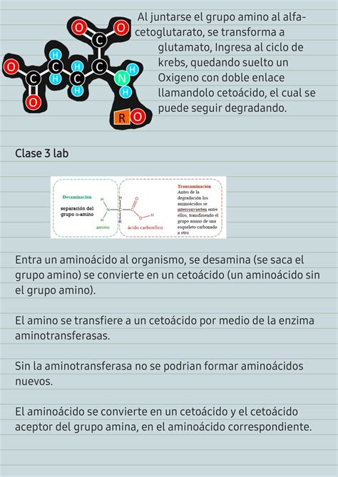 SOLUTION Bioqu Mica Catabolismo De Prote Nas Studypool