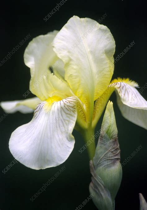 Bearded Iris Iris Sp Stock Image B5700562 Science Photo Library