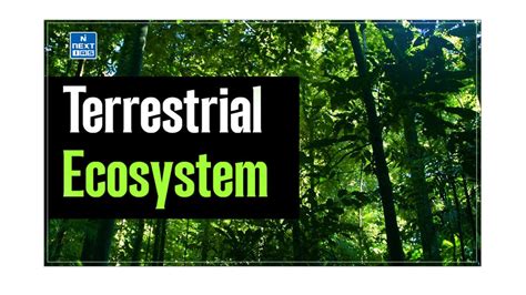 terrestrial ecosystem meaning types