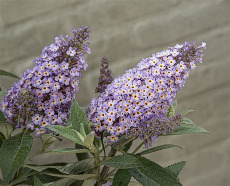 Buddleja Davidii ‘botex 002’ Butterfly Candy Lila Sweetheart Kvbc