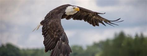 National American Eagle Day | Did You Know? - Eagle Mountain Flag