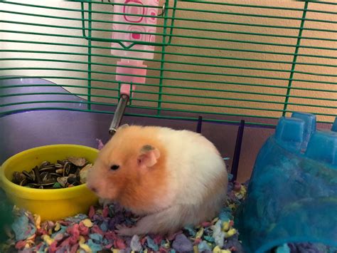 what happens if hamster making noise naturally 2