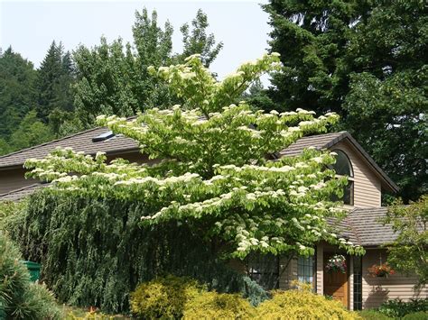 Dogwood, June Snow - Campbell's Nursery