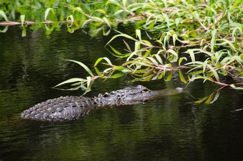 Swamp Alligator In Water