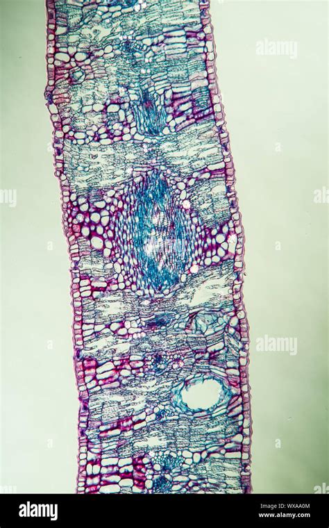 Eucalyptus Leaf Cross Section Through Leaf 100x Stock Photo Alamy