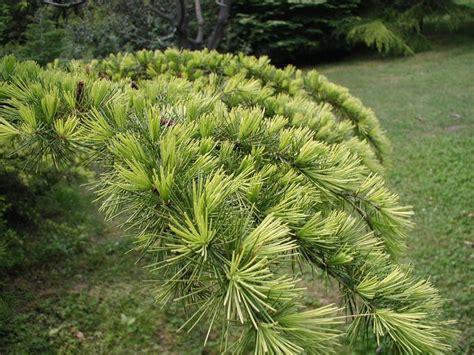 Cedrus Deodara Aurea Pendula