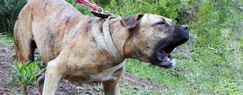 O Sharpull Mistura De Pitbull Com Sharpei Pode Ser Considerado Um