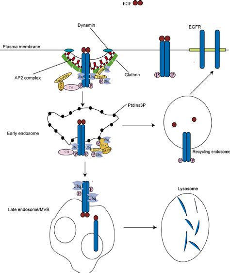 The Trafficking Of Epidermal Growth Factor Receptor At The Cell