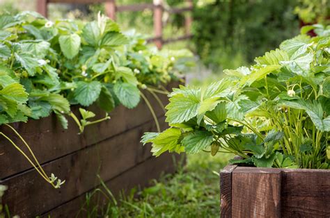 What Is My Planting Zone Kellogg Garden Organics