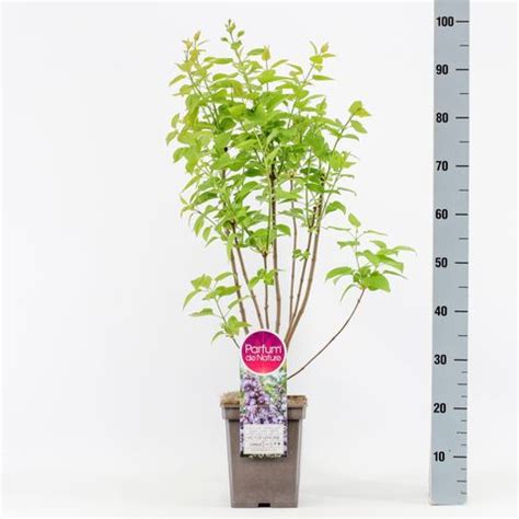 Syringa Vulgaris Victor Lemoine Plant Wholesale FlorAccess