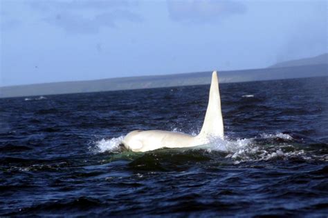 White Killer Whale Scientists Prepare To Find Iceberg Thought To Be