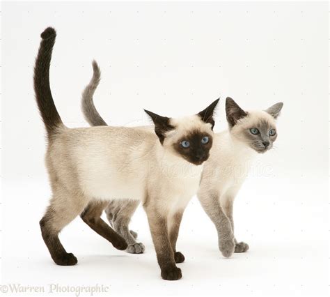 Seal-point and Blue-point Siamese kittens walking together photo - WP31129