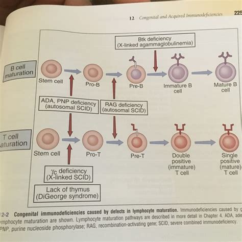 Immuno Congenital And Acquired Immunodeficiencies Flashcards Quizlet