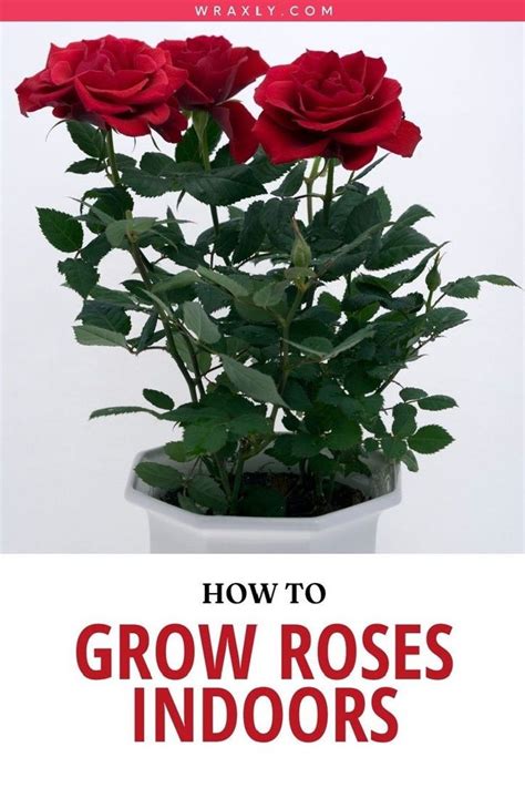 How To Grow Roses Indoors Indoor Gardening Rose Plant Care Growing Roses Indoor Roses Plant