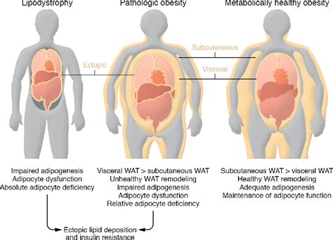 Figure 1 From Contribution Of Adipogenesis To Healthy Adipose Tissue