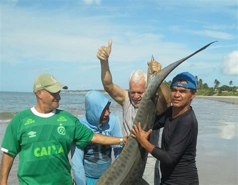 Tubarão Tigre é capturado por pescadores em Coruripe Maceió 7Segundos