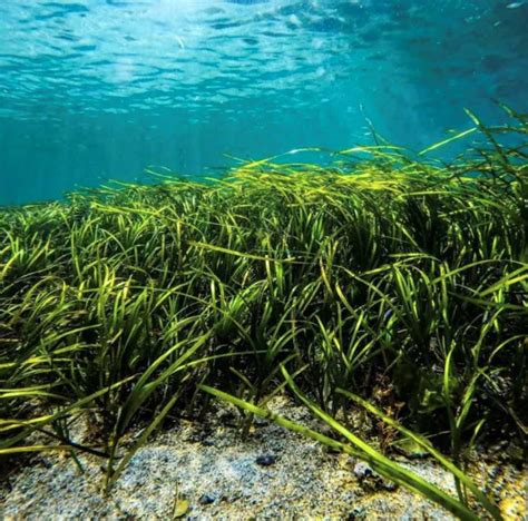 Shifting The Perspective On Seagrass Meadows Reef Connect Australia