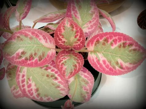 Unusual Houseplants To Try Hgtv