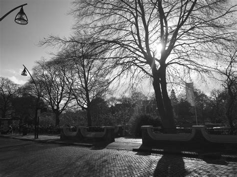 Free Images Tree Snow Winter Black And White Morning Evening