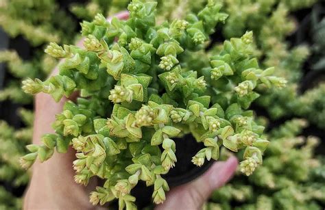 Crassula Rupestris Tips Cuidados Y Reproducci N