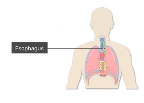 Trachea Or Windpipe Location Anatomy And Physiology