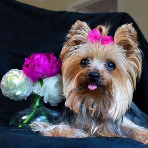 Yorkie Shout Outs Happy Friday Eve Heartwarming Pictures Cloudy Day