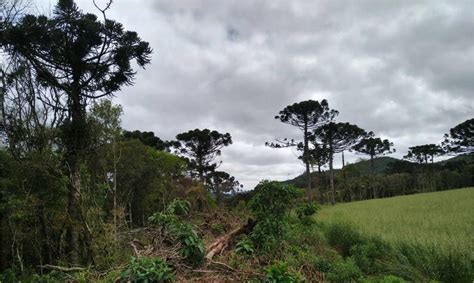 Desmatamento em terras indígenas provocou emissão de CO2 na Amazônia