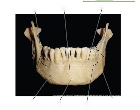 ant view of mandible Quiz