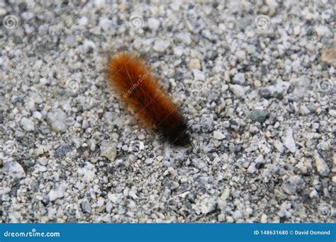 A Closeup Of An Orange And Black Fuzzy Caterpillar Stock Photo Image