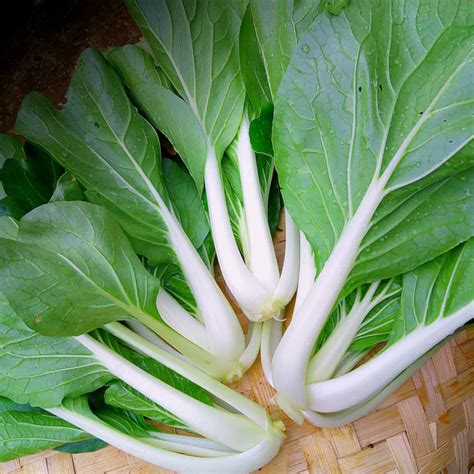 Pak Choy Cabbage White Stem