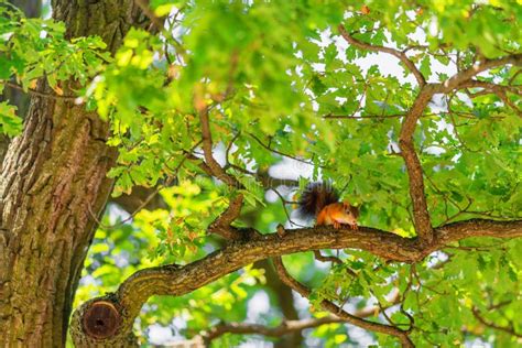 Squirrel On Branch Of Oak Tree Stock Photo Image Of Back Leaves