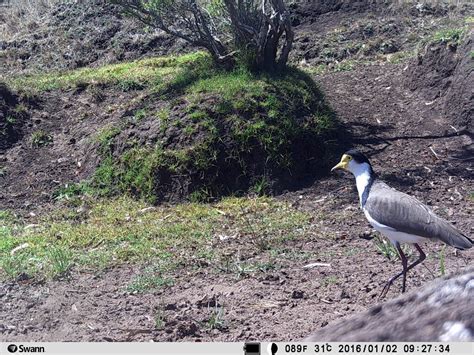 Black Shouldered Lapwing From Cudgee Vic Australia On February