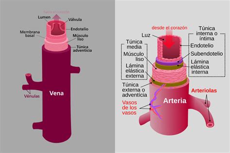 Diferencia Entre Arterias Y Venas Diferenciases Porn Sex Picture