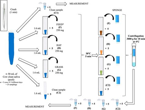 In Vitro Experimental Workflow Performed For The Food Effect Evaluation Download Scientific