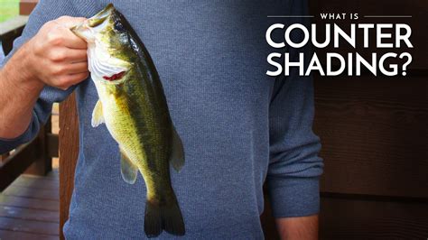 What is Countershading? – The Minimalist Fisherman