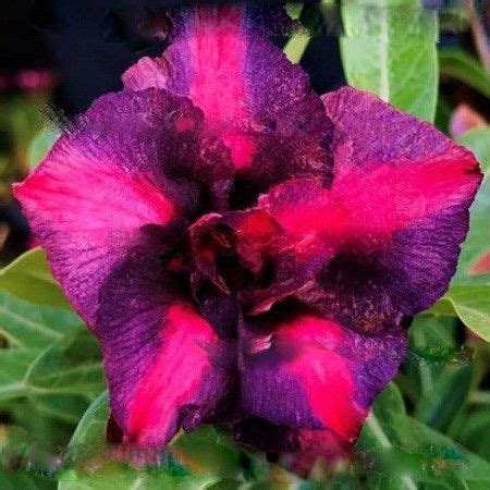 Adenium Obesum Double Flower MILADY (семена) | Роза пустыни, Растения ...