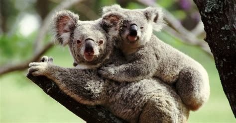 Qu Es La Crianza De Los Koalas Una Filosof A De Crianza No Tan Nueva