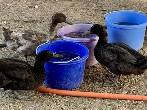 Raising Ducks: What You Need to Know - Rural Living Today