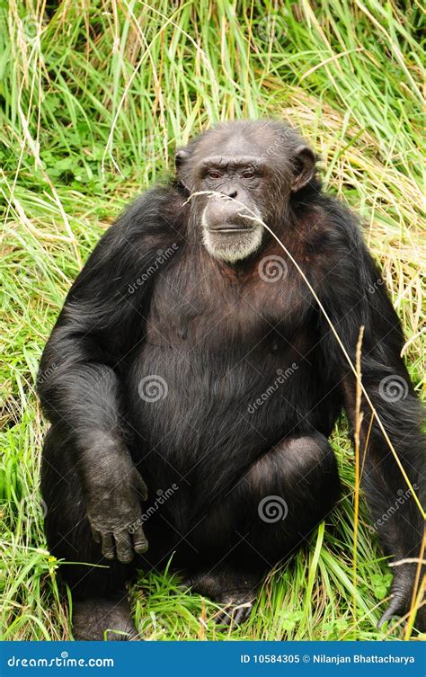 African Chimpanzee Royalty Free Stock Photo - Image: 10584305