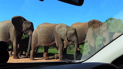 ENORMOUS Bull Elephant With Big Tusks And Big Herd Walk Past Car Addo