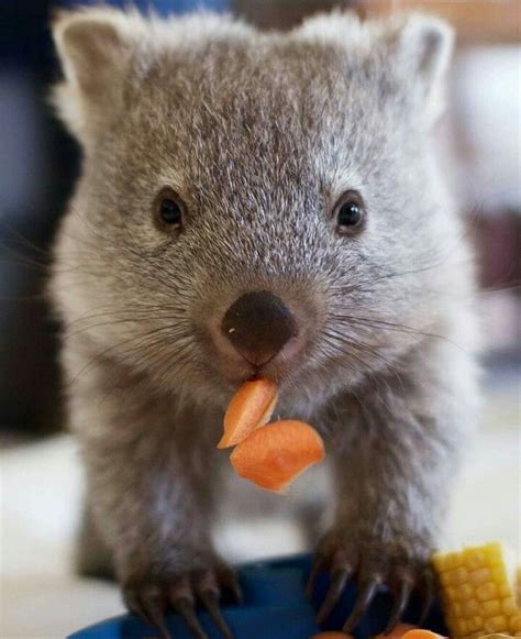 Wombat Munchies ウォンバット 可愛い 動物 可愛すぎる動物