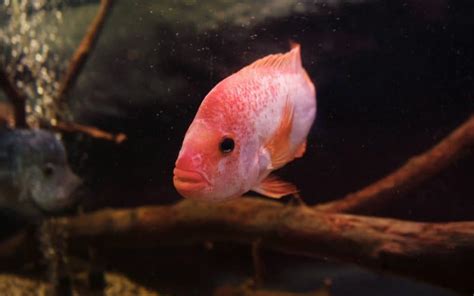 Red Devil Cichlid: Complete and Detailed Care Guide