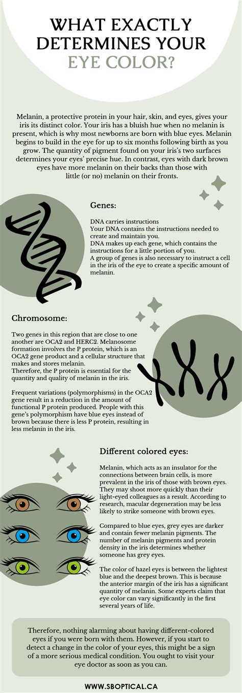 Different Colored Eyes The Reason And Why Do People Have It