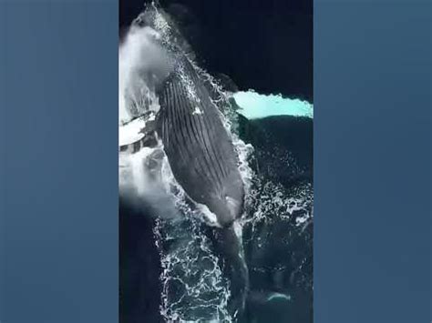 Си́ний кит - YouTube