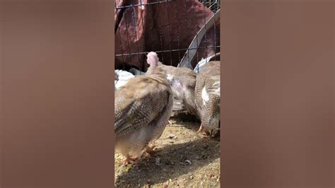 Cinnamon Silver Lavender And Chocolate Guinea Fowl Keets Preening Youtube