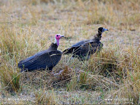 Necrosyrtes monachus Pictures, Hooded Vulture Images, Nature Wildlife ...