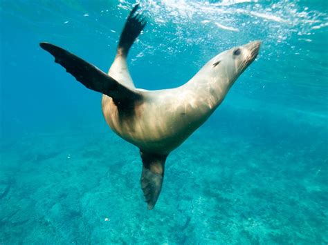 Swimming With Sea Lions Galapagos 10 Awesome Facts About Galapagos Sea