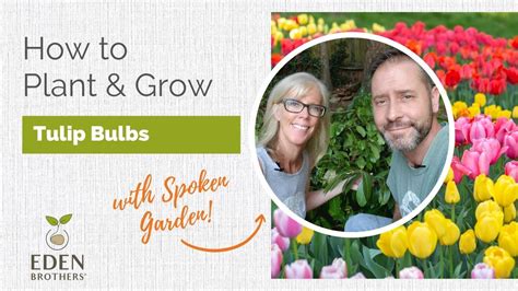 How To Plant And Grow Tulip Bulbs Youtube