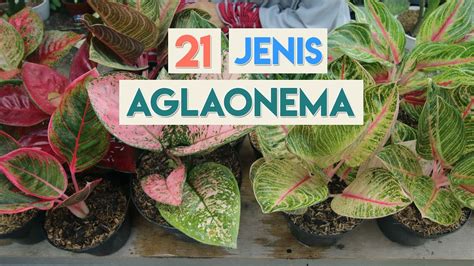 Ini Dia Aglaonema Nama Nama Tanaman Hias Daun Dan Gambarnya Terbaik